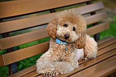 国产山寨《赛马娘》引发日本网友热议：明目张胆模仿